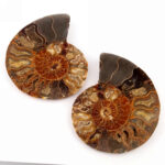 Ammoniten Paar poliert aus Madagaskar Edelsteine Heilsteine bei Wunderstein24