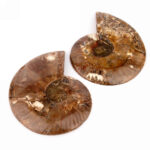Ammoniten Paar poliert aus Madagaskar Edelsteine Heilsteine bei Wunderstein24