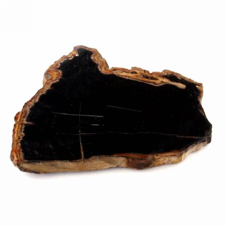 Versteinertes Holz Scheibe schwarz Natur in bester Farbe und Struktur Edelsteine Heilsteine bei Wunderstein24