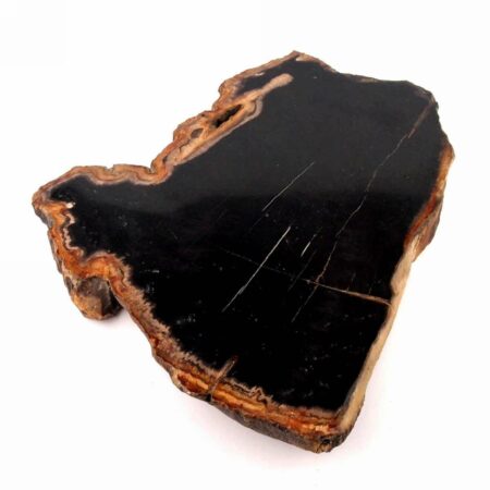 Versteinertes Holz Scheibe schwarz Natur in bester Farbe und Struktur Edelsteine Heilsteine bei Wunderstein24