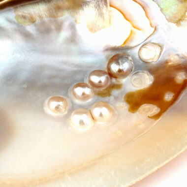 Perlenmuschel | Perlmuschel mit Perlen Ø ca. 150 – 170 mm Edelsteine Heilsteine bei Wunderstein24