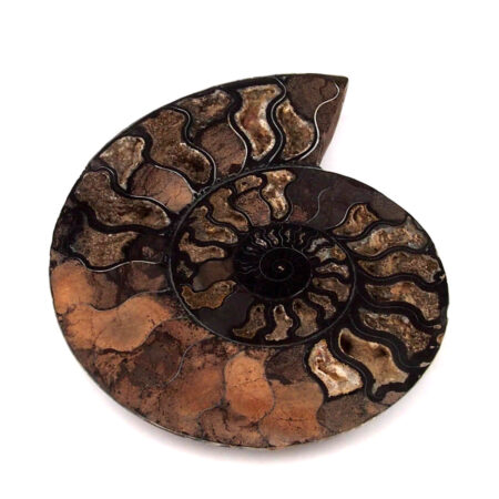 großes Ammoniten Paar Ø je 282 mm in Museumsqualität aus Madagaskar Edelsteine Heilsteine bei Wunderstein24