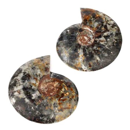 großes Ammoniten Paar Ø je 282 mm in Museumsqualität aus Madagaskar Edelsteine Heilsteine bei Wunderstein24