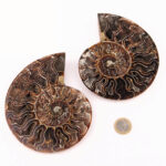 großes Ammoniten Paar poliert aus Madagaskar in bester Qualität Edelsteine Heilsteine bei Wunderstein24