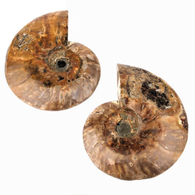 großes Ammoniten Paar poliert aus Madagaskar in bester Qualität Edelsteine Heilsteine bei Wunderstein24