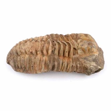 echter Calymene | Tribolit versteinert aus Marokko Länge ca. 103 mm Edelsteine Heilsteine bei Wunderstein24