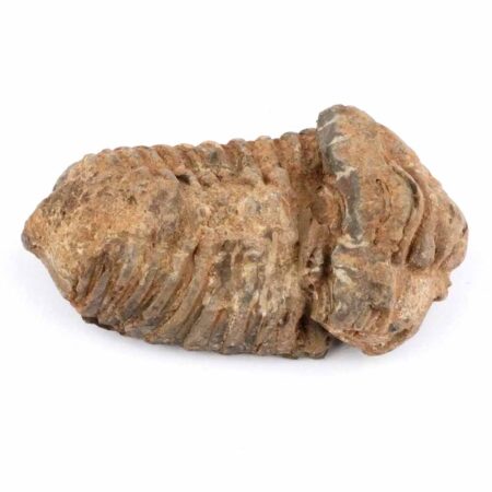 echter Calymene | Tribolit versteinert aus Marokko Länge ca. 86 mm Edelsteine Heilsteine bei Wunderstein24