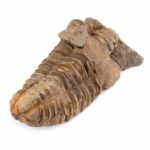 echter Calymene | Tribolit versteinert aus Marokko Länge ca. 86 mm Edelsteine Heilsteine bei Wunderstein24