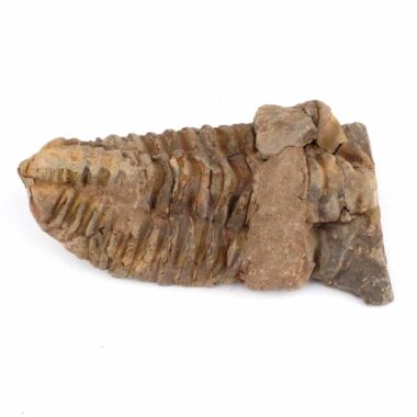 echter Calymene | Tribolit versteinert aus Marokko Länge ca. 92 mm Edelsteine Heilsteine bei Wunderstein24