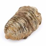 echter Calymene | Tribolit versteinert aus Marokko Länge ca. 69 mm Edelsteine Heilsteine bei Wunderstein24