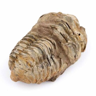 echter Calymene | Tribolit versteinert aus Marokko Länge ca. 79 mm Edelsteine Heilsteine bei Wunderstein24