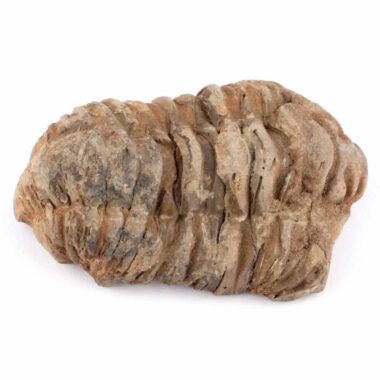 echter Calymene | Tribolit versteinert aus Marokko Länge ca. 69 mm Edelsteine Heilsteine bei Wunderstein24