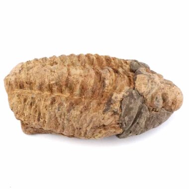 echter Calymene | Tribolit versteinert aus Marokko Länge ca. 95 mm Edelsteine Heilsteine bei Wunderstein24