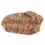 echter Calymene | Tribolit versteinert aus Marokko Länge ca. 82 mm Edelsteine Heilsteine bei Wunderstein24