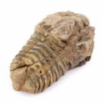 echter Calymene | Tribolit versteinert aus Marokko Länge ca. 89 mm Edelsteine Heilsteine bei Wunderstein24