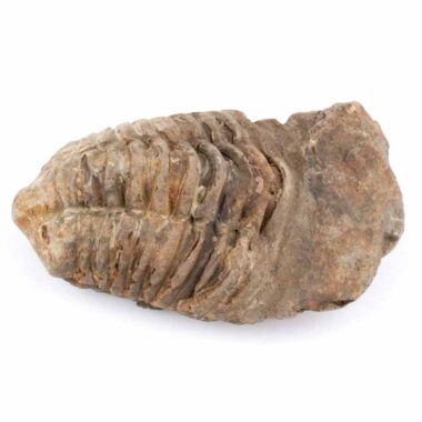 echter Calymene | Tribolit versteinert aus Marokko Länge ca. 83 mm Edelsteine Heilsteine bei Wunderstein24