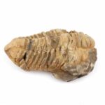 echter Calymene | Tribolit versteinert aus Marokko Länge ca. 94 mm Edelsteine Heilsteine bei Wunderstein24