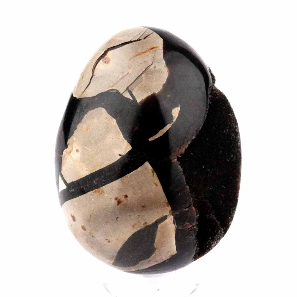 Septarie Ei | Stufe Höhe 75 mm in bester Farbe und Struktur Edelsteine Heilsteine bei Wunderstein24 Septarie Ei | Stufe Höhe 75 mm in bester Farbe und Struktur Edelsteine Heilsteine bei Wunderstein24
