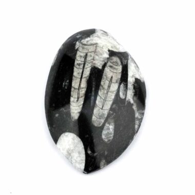 Orthoceras | Nautiloide – Kopffüßer Marokko Länge ca. 120 mm Edelsteine Heilsteine bei Wunderstein24