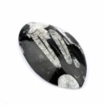 Orthoceras | Nautiloide – Kopffüßer Marokko Länge ca. 120 mm Edelsteine Heilsteine bei Wunderstein24