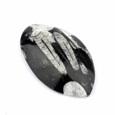 Orthoceras | Nautiloide – Kopffüßer Marokko Länge ca. 120 mm Edelsteine Heilsteine bei Wunderstein24 Orthoceras | Nautiloide – Kopffüßer Marokko Länge ca. 120 mm Edelsteine Heilsteine bei Wunderstein24