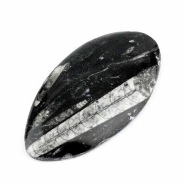 Orthoceras | Nautiloide – Kopffüßer Marokko Länge ca. 128 mm Edelsteine Heilsteine bei Wunderstein24