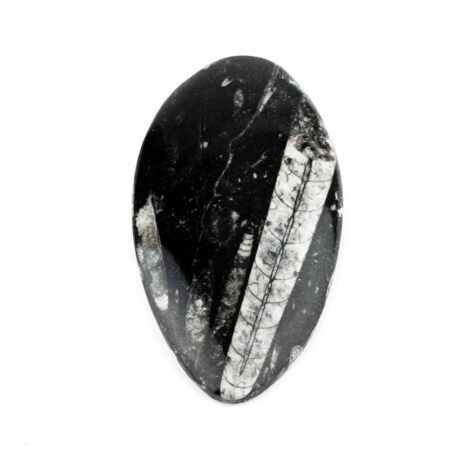 Orthoceras | Nautiloide – Kopffüßer Marokko Länge ca. 128 mm Edelsteine Heilsteine bei Wunderstein24