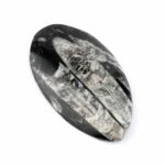 Orthoceras | Nautiloide – Kopffüßer Marokko Länge ca. 121 mm Edelsteine Heilsteine bei Wunderstein24