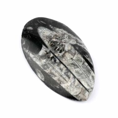 Orthoceras | Nautiloide – Kopffüßer Marokko Länge ca. 121 mm Edelsteine Heilsteine bei Wunderstein24