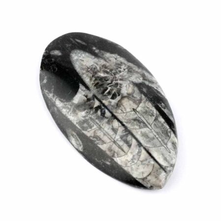 Orthoceras | Nautiloide – Kopffüßer Marokko Länge ca. 121 mm Edelsteine Heilsteine bei Wunderstein24