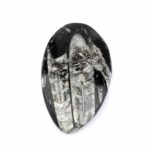 Orthoceras | Nautiloide – Kopffüßer Marokko Länge ca. 133 mm Edelsteine Heilsteine bei Wunderstein24