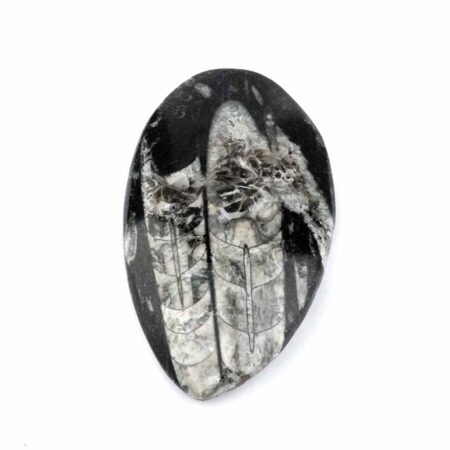 Orthoceras | Nautiloide – Kopffüßer Marokko Länge ca. 121 mm Edelsteine Heilsteine bei Wunderstein24