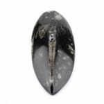 Orthoceras | Nautiloide – Kopffüßer Marokko Länge ca. 133 mm Edelsteine Heilsteine bei Wunderstein24