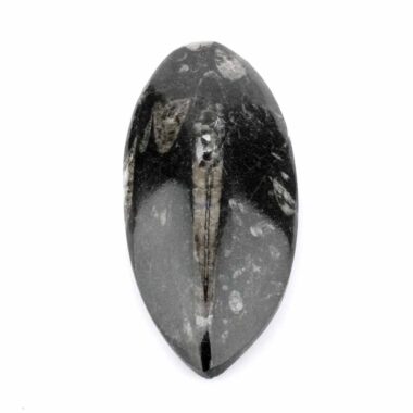 Orthoceras | Nautiloide – Kopffüßer Marokko Länge ca. 133 mm Edelsteine Heilsteine bei Wunderstein24