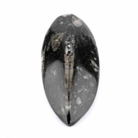 Orthoceras | Nautiloide – Kopffüßer Marokko Länge ca. 133 mm Edelsteine Heilsteine bei Wunderstein24
