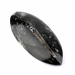 Orthoceras | Nautiloide – Kopffüßer Marokko Länge ca. 133 mm Edelsteine Heilsteine bei Wunderstein24