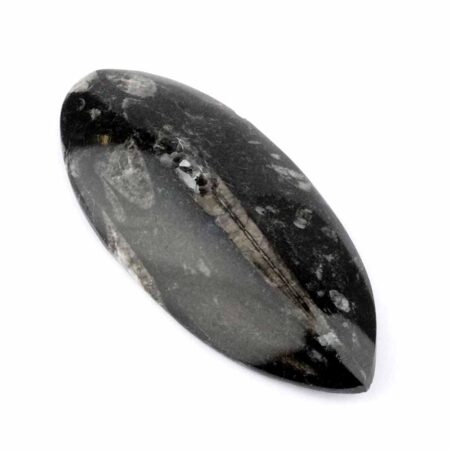 Orthoceras | Nautiloide – Kopffüßer Marokko Länge ca. 133 mm Edelsteine Heilsteine bei Wunderstein24
