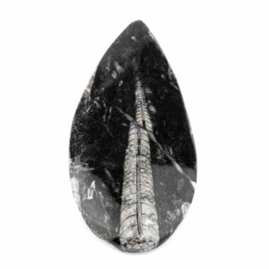 Orthoceras | Nautiloide – Kopffüßer Marokko Länge ca. 143 mm Edelsteine Heilsteine bei Wunderstein24