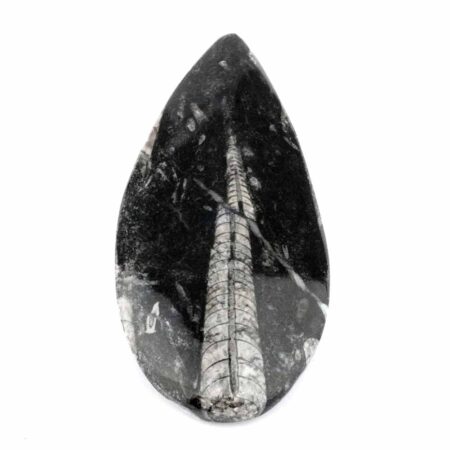 Orthoceras | Nautiloide – Kopffüßer Marokko Länge ca. 143 mm Edelsteine Heilsteine bei Wunderstein24
