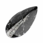 Orthoceras | Nautiloide – Kopffüßer Marokko Länge ca. 143 mm Edelsteine Heilsteine bei Wunderstein24