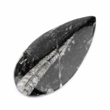 Orthoceras | Nautiloide – Kopffüßer Marokko Länge ca. 143 mm Edelsteine Heilsteine bei Wunderstein24
