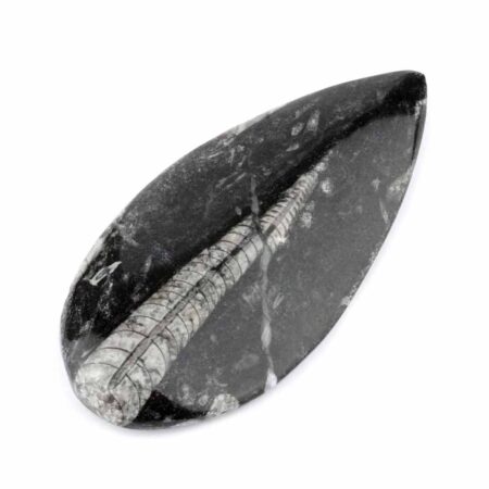 Orthoceras | Nautiloide – Kopffüßer Marokko Länge ca. 143 mm Edelsteine Heilsteine bei Wunderstein24