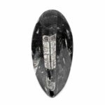 Orthoceras | Nautiloide – Kopffüßer Marokko Länge ca. 149 mm Edelsteine Heilsteine bei Wunderstein24
