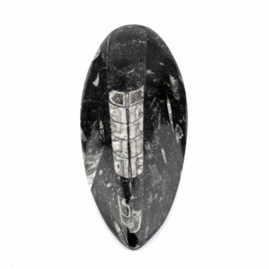 Orthoceras | Nautiloide – Kopffüßer Marokko Länge ca. 149 mm Edelsteine Heilsteine bei Wunderstein24