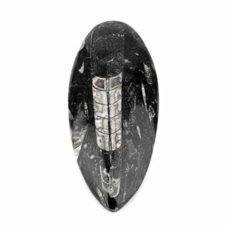 Orthoceras | Nautiloide – Kopffüßer Marokko Länge ca. 149 mm Edelsteine Heilsteine bei Wunderstein24