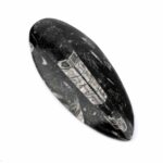 Orthoceras | Nautiloide – Kopffüßer Marokko Länge ca. 149 mm Edelsteine Heilsteine bei Wunderstein24