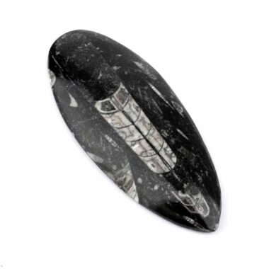 Orthoceras | Nautiloide – Kopffüßer Marokko Länge ca. 149 mm Edelsteine Heilsteine bei Wunderstein24