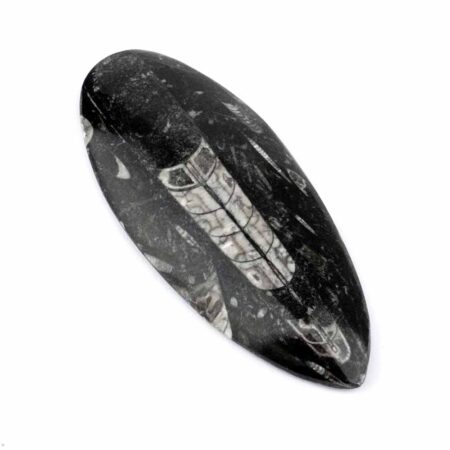 Orthoceras | Nautiloide – Kopffüßer Marokko Länge ca. 149 mm Edelsteine Heilsteine bei Wunderstein24