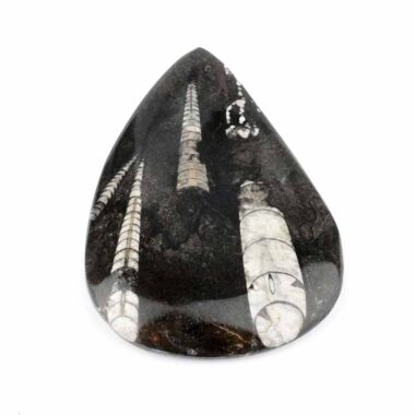 Orthoceras | Nautiloide – Kopffüßer Marokko Länge ca. 132 mm Edelsteine Heilsteine bei Wunderstein24