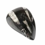 Orthoceras | Nautiloide – Kopffüßer Marokko Länge ca. 132 mm Edelsteine Heilsteine bei Wunderstein24